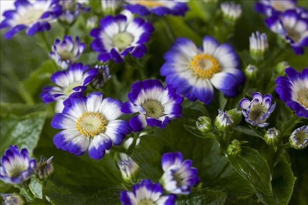 Pericallis