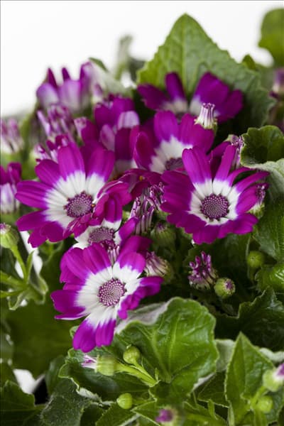 Pericallis cruentus