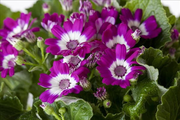 Pericallis cruentus