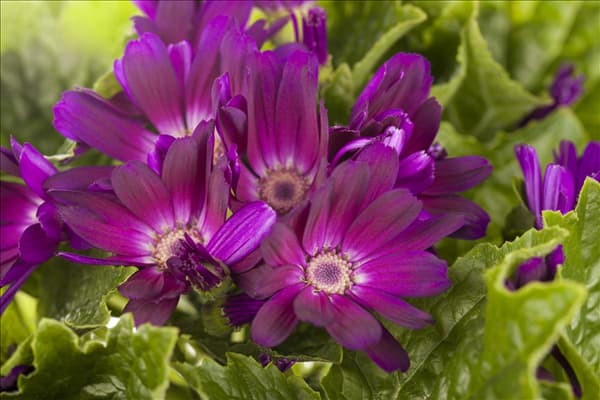 Pericallis cruentus