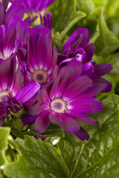 Pericallis