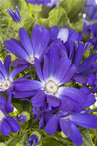 Pericallis cruentus