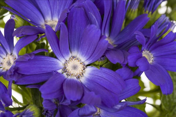 Pericallis cruentus
