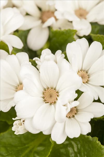 Pericallis cruentus