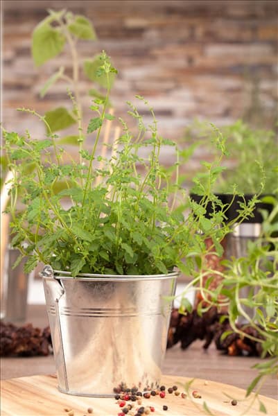 Mentha species