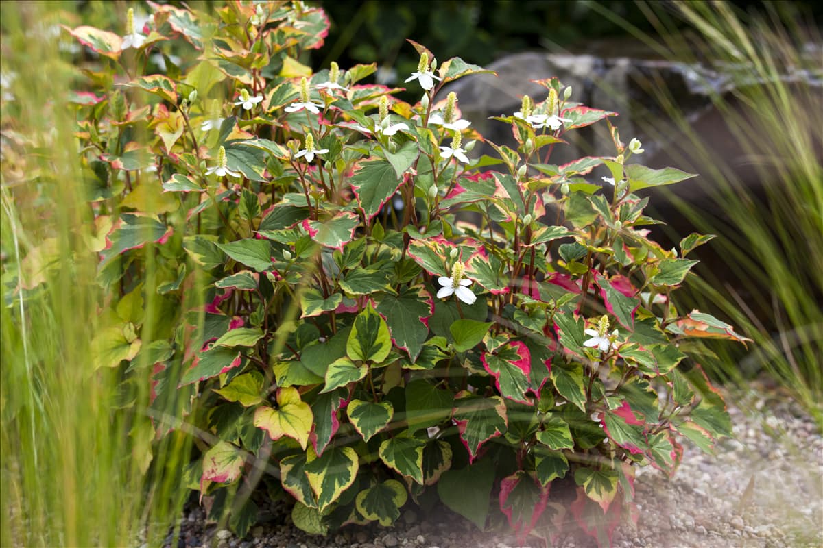 Houttuynia cordata