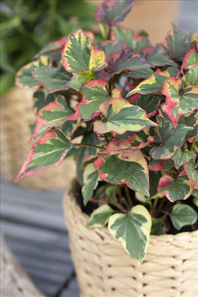 Houttuynia cordata