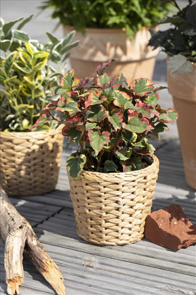 Houttuynia cordata