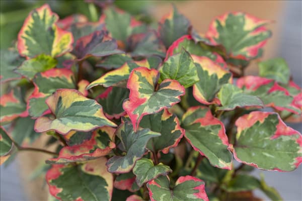 Houttuynia cordata