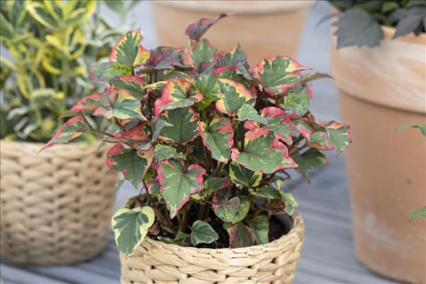 Houttuynia cordata