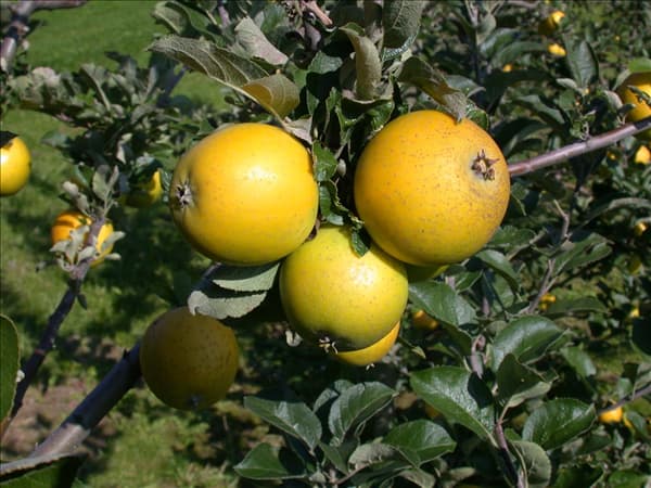 Malus domestica 'Ananas-Renette'