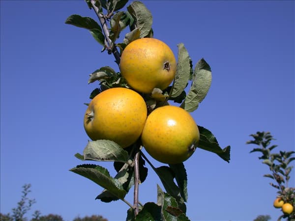 Malus domestica 'Ananas-Renette'