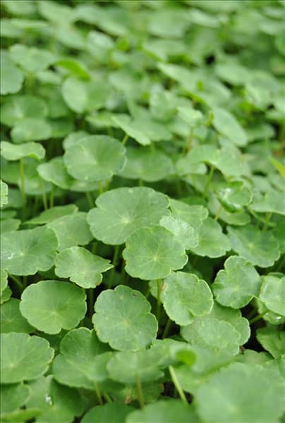Hydrocotyle vulgaris