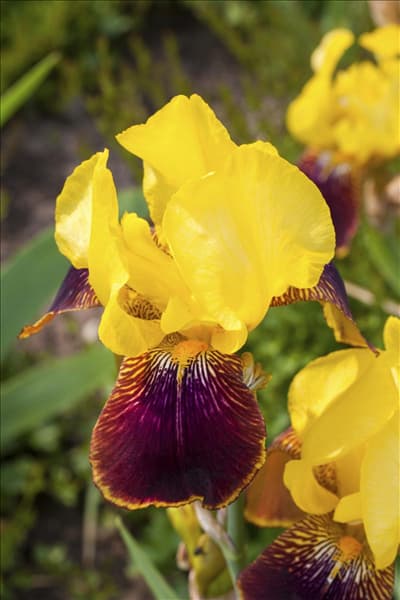 Iris x germanica 'Ola Kala'