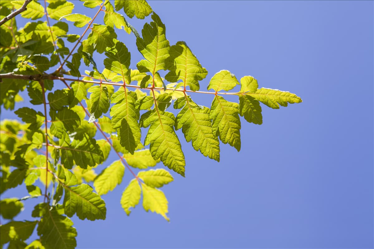 Koelreuteria paniculata