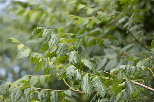 Koelreuteria paniculata