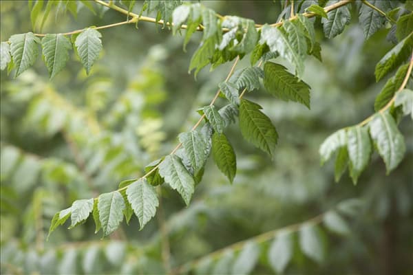 Koelreuteria paniculata