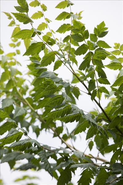 Koelreuteria paniculata