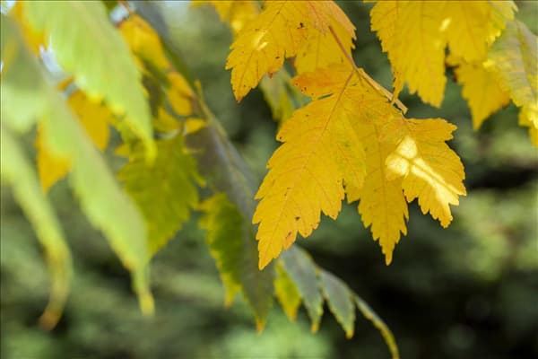 Koelreuteria paniculata