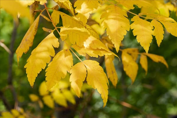 Koelreuteria paniculata