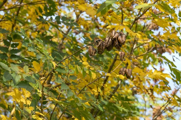 Koelreuteria paniculata