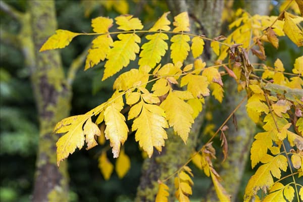Koelreuteria paniculata