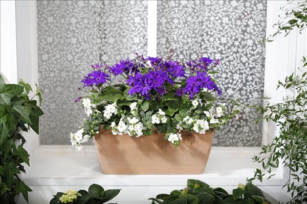 Pericallis Senetti®