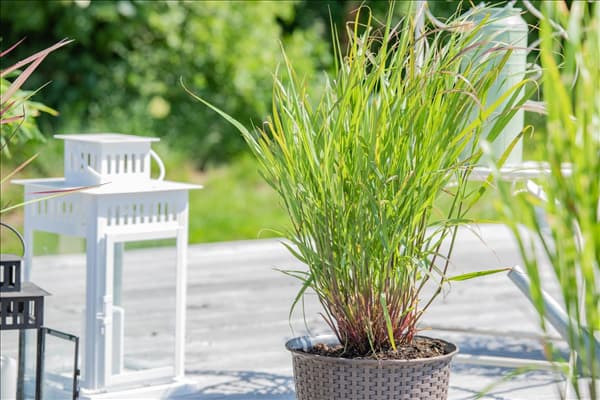 Panicum virgatum 'Rehbraun'
