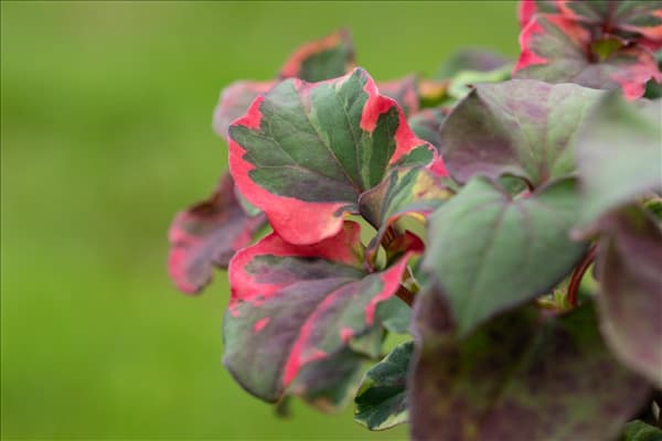 Houttuynia cordata 'Chameleon'