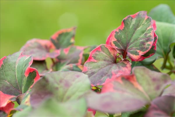 Houttuynia cordata 'Chameleon'