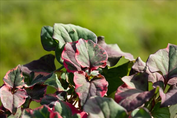 Houttuynia cordata 'Chameleon'