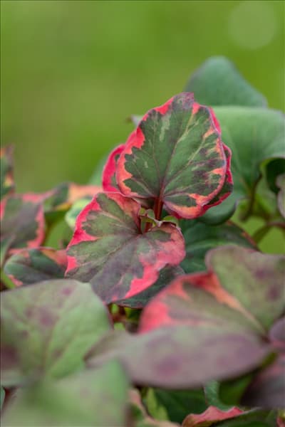 Houttuynia cordata 'Chameleon'