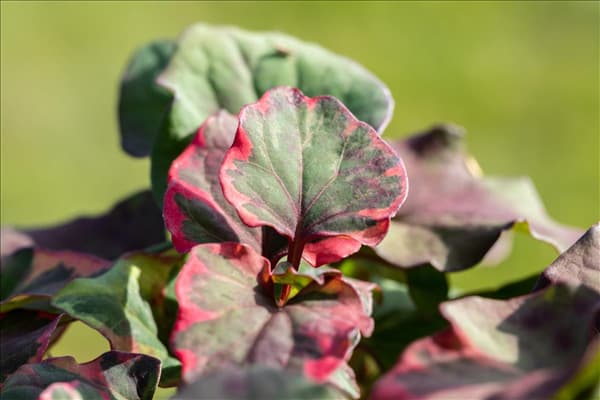 Houttuynia cordata 'Chameleon'