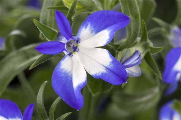 Lobelia erinus 'Richardii'