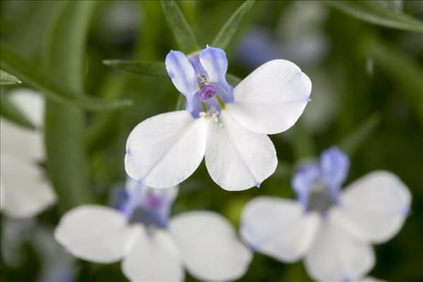 Lobelia erinus 'Richardii'