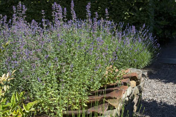 Perovskia atriplicifolia
