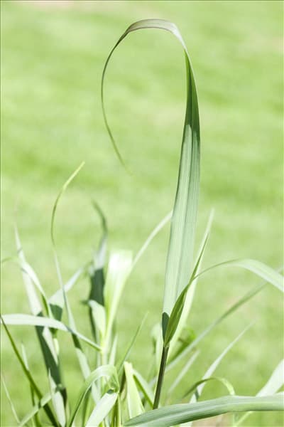 Panicum virgatum 'Squaw'