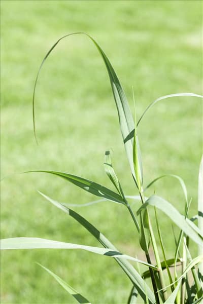 Panicum virgatum 'Squaw'