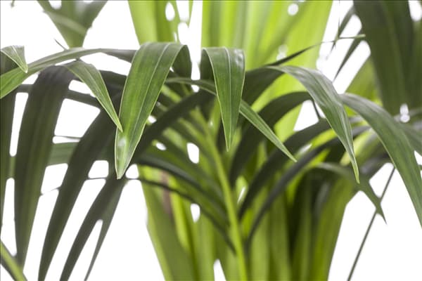 Howea forsteriana
