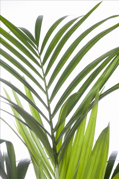 Howea forsteriana