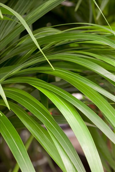 Howea forsteriana