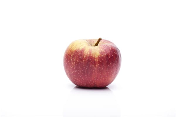 Malus domestica 'Boskoop'