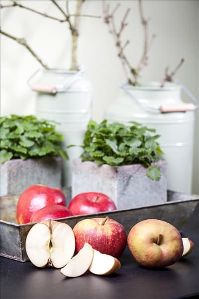Malus domestica 'Boskoop'