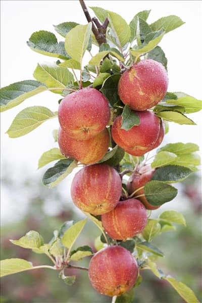 Malus domestica 'Boskoop'