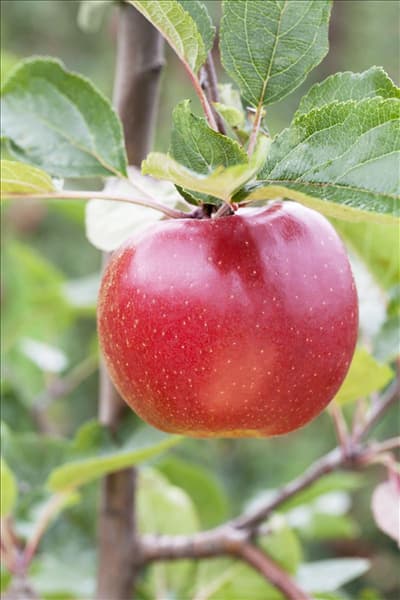 Malus domestica 'Boskoop'