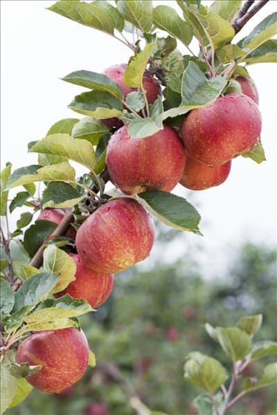 Malus domestica 'Boskoop'