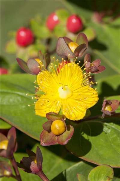 Hypericum inodorum