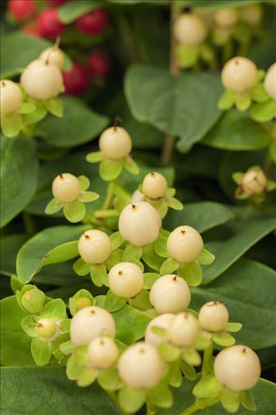 Hypericum inodorum