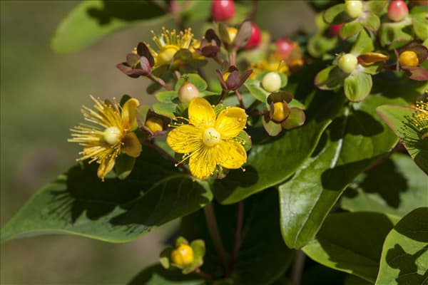 Hypericum inodorum