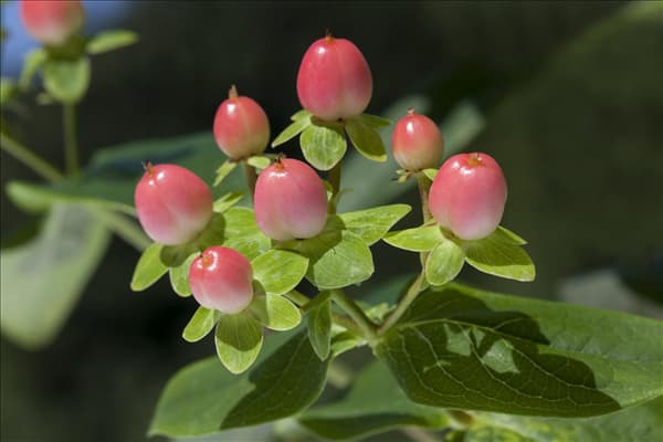 Hypericum inodorum